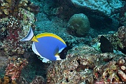 Acanthurus leucosternon-Maldives Villamendhoo-5m-20240424-da-DSC_6767_tn